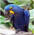 /album/galeria-de-fotos/ararinha-azul-jpg/